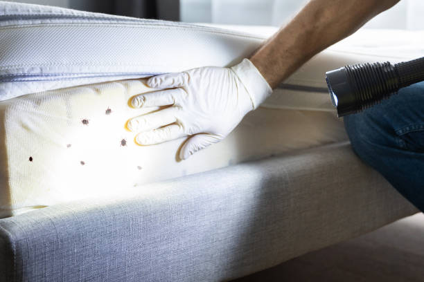 Best Rat Extermination Near Me  in Greenville, TX