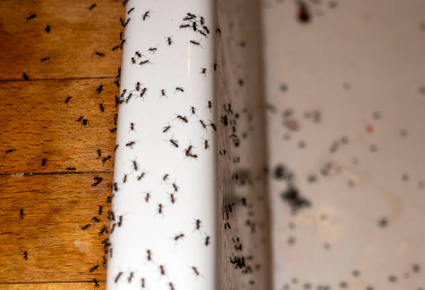 Best Mosquito Control Services  in Greenville, TX
