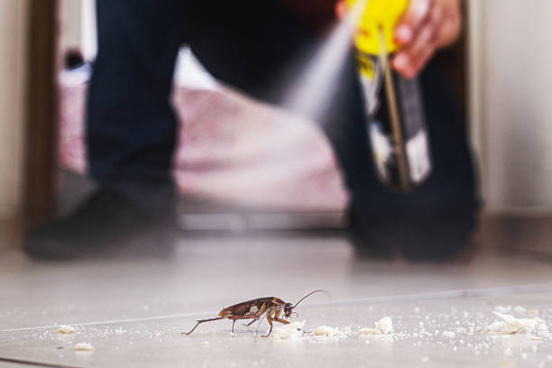Best Spider Control Near Me  in Greenville, TX