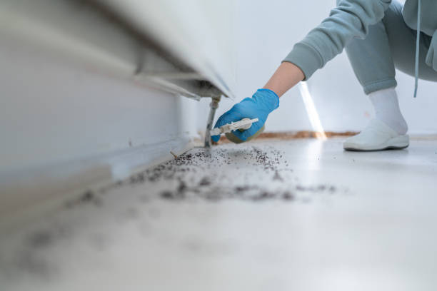 Best Spider Control Near Me  in Greenville, TX